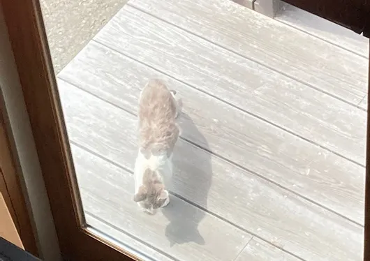 梅雨の合間の訪問者